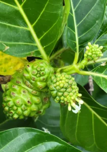 Photo of the Day: Noni for healing